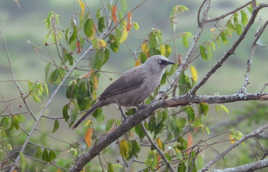 Black-lored Babbler - ML642437456
