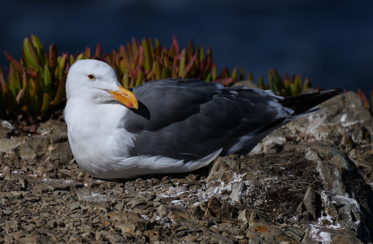 Western Gull - ML642437457