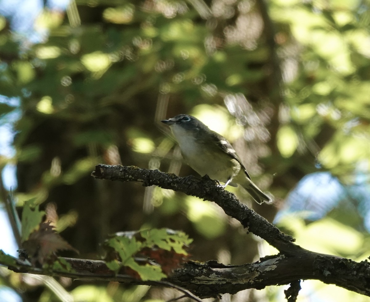 Blue-headed Vireo - ML642437460