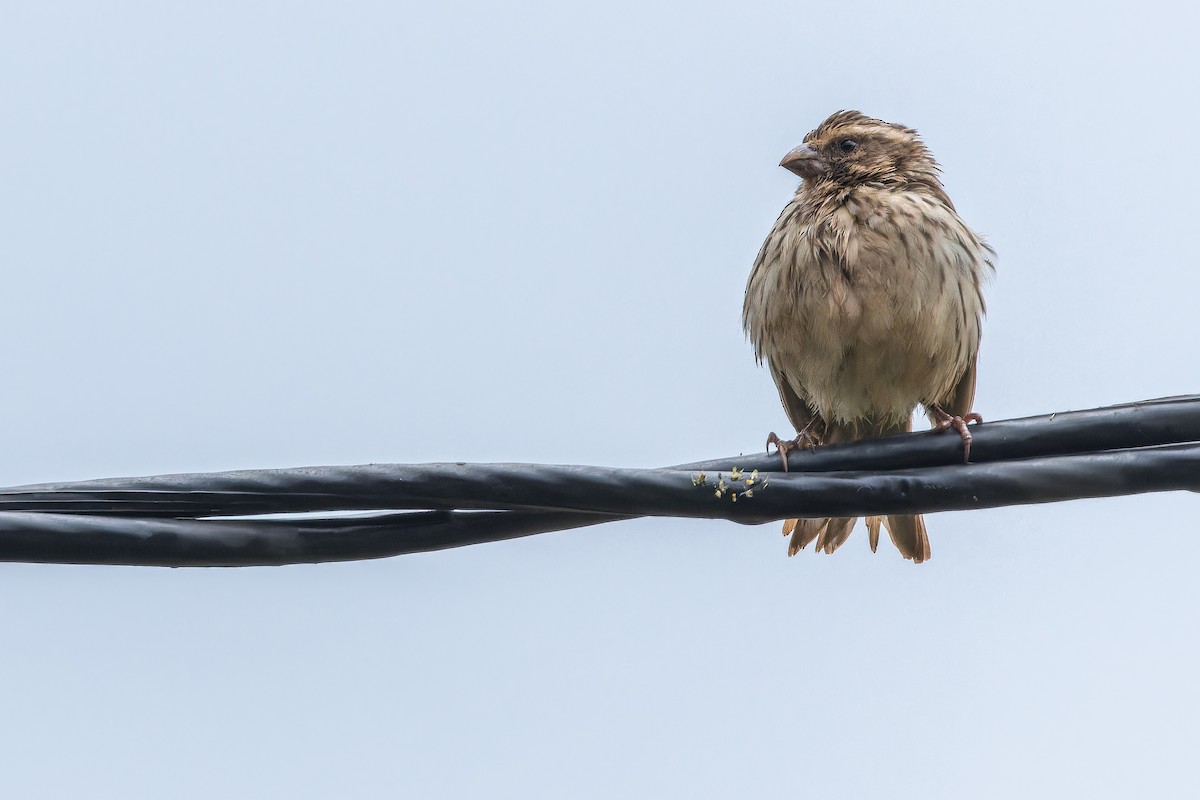 Streaky Seedeater - ML642437461