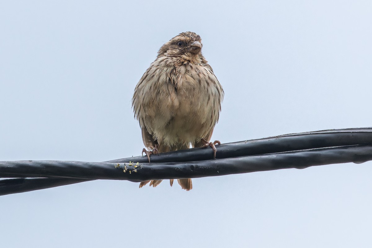 Streaky Seedeater - ML642437462