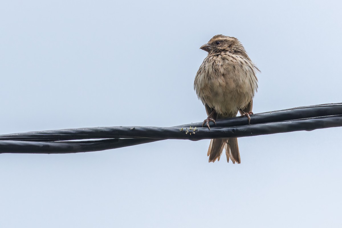 Streaky Seedeater - ML642437463