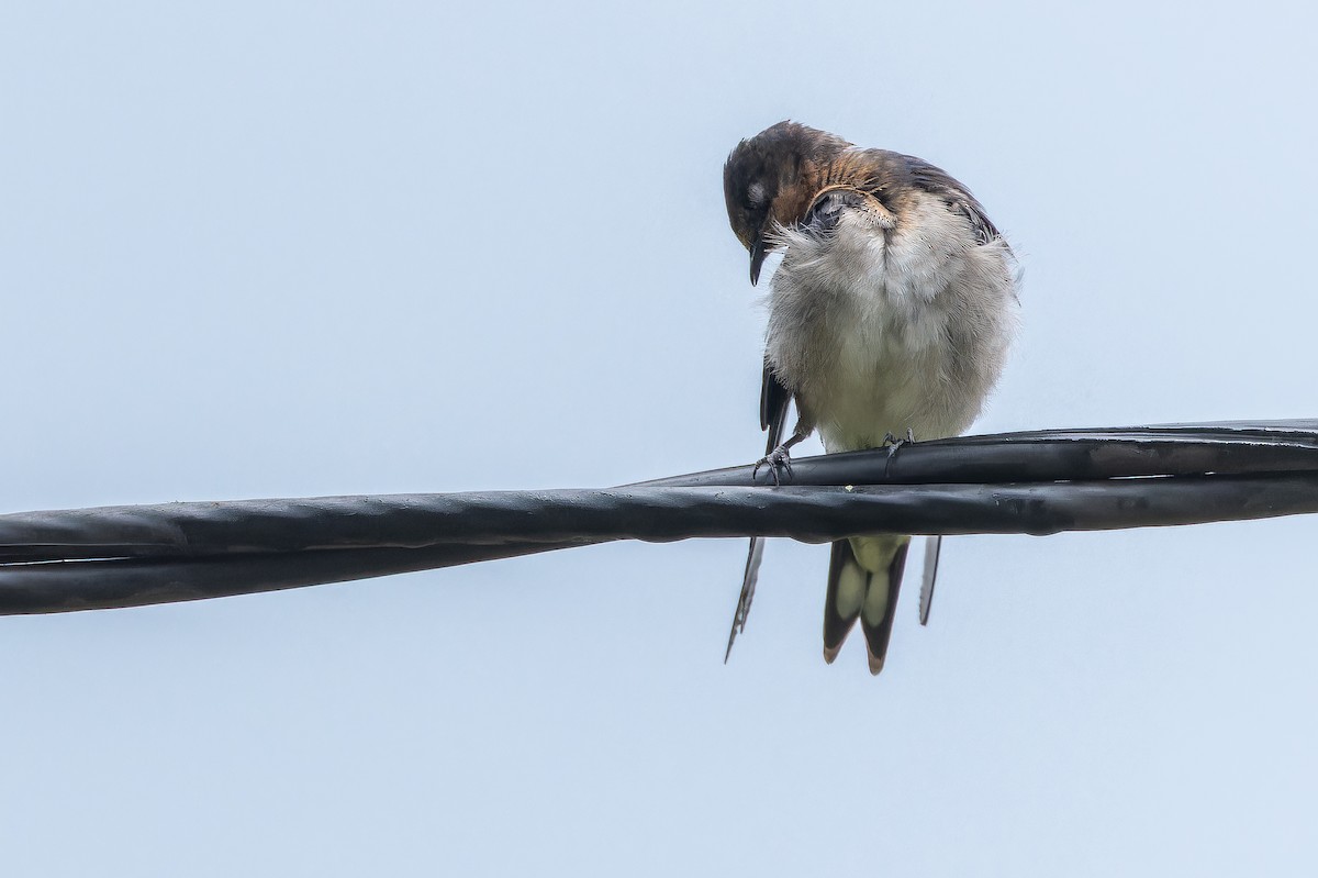 Angola Swallow - ML642437467