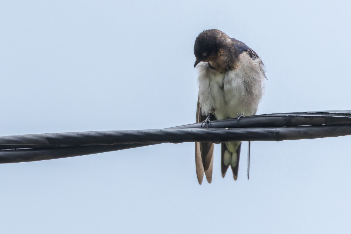 Angola Swallow - ML642437468