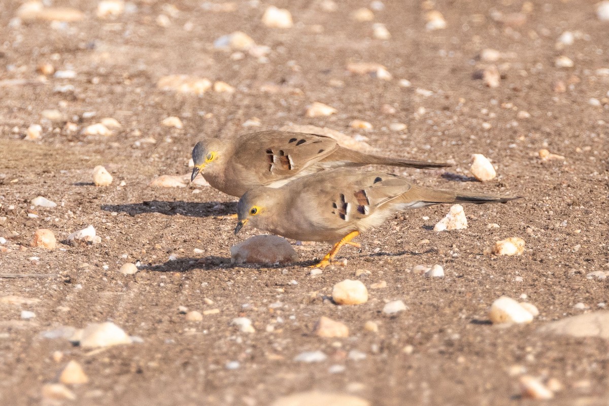 Long-tailed Ground Dove - ML642437497