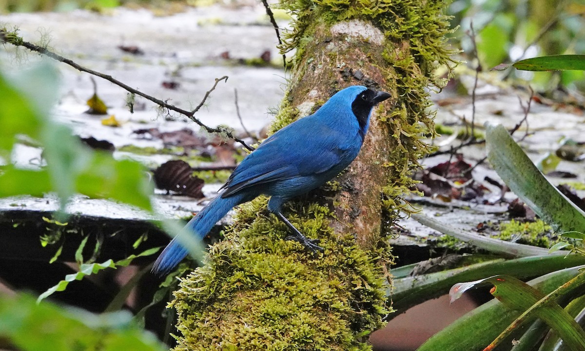 Turquoise Jay - ML642437515