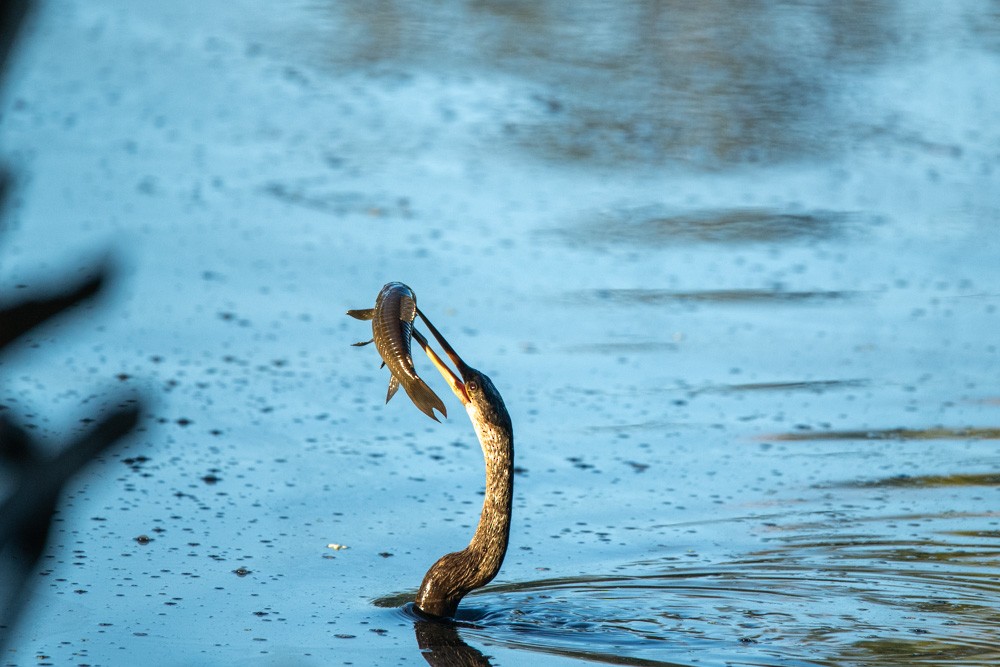 Anhinga - ML642437516
