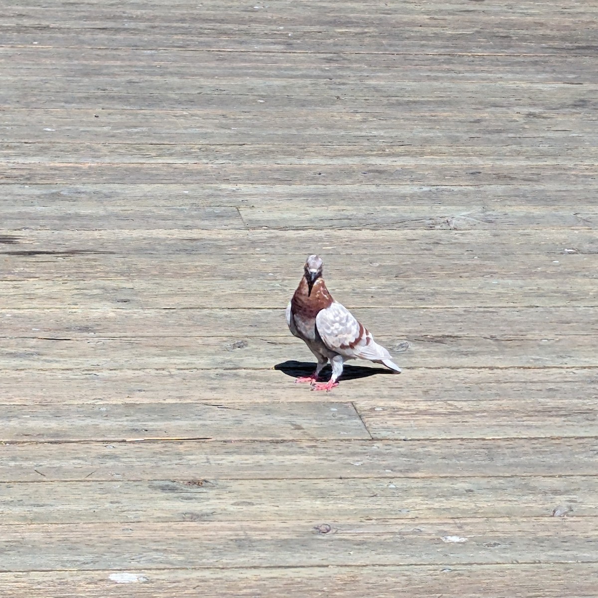 Rock Pigeon (Feral Pigeon) - ML642437517