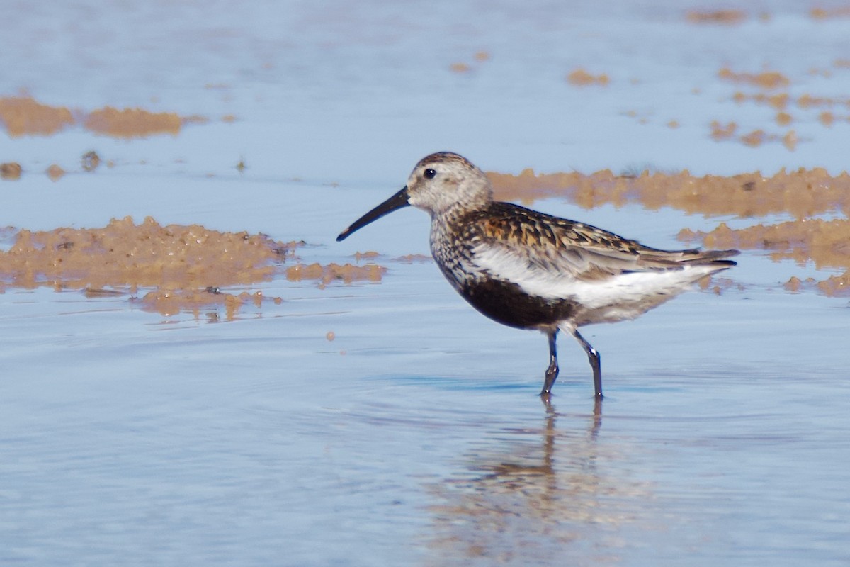 Хар элсэг - ML642437525