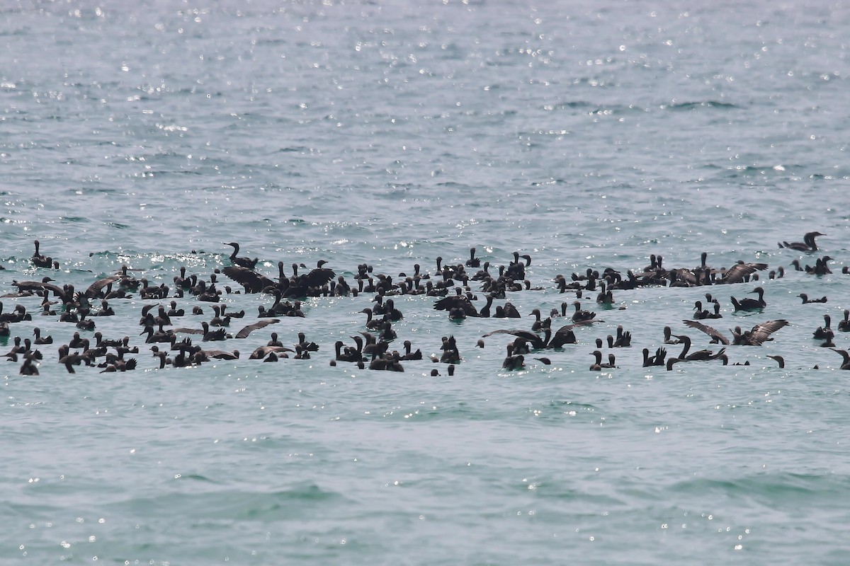 Socotra Cormorant - ML642437534