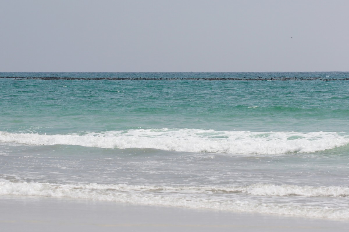 Socotra Cormorant - ML642437535