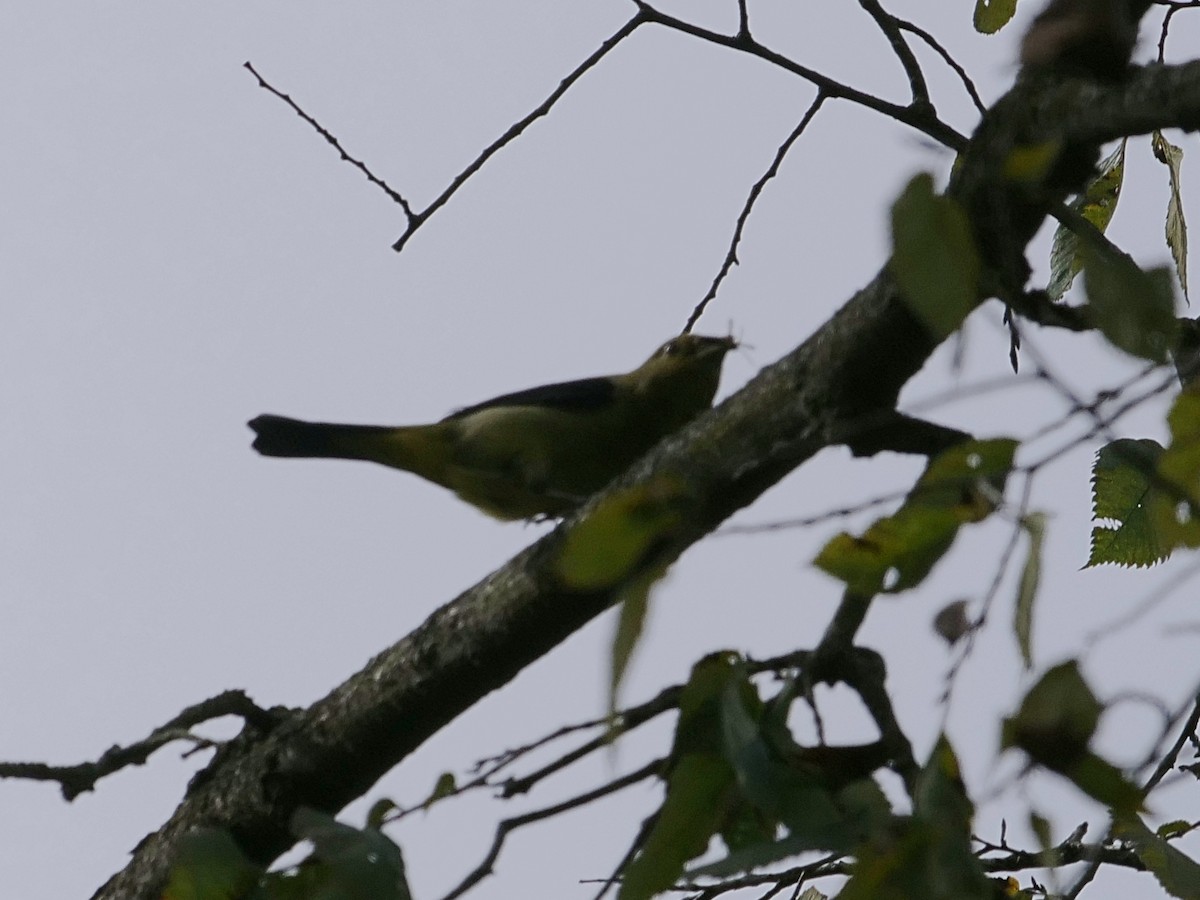 Scarlet Tanager - ML642437542