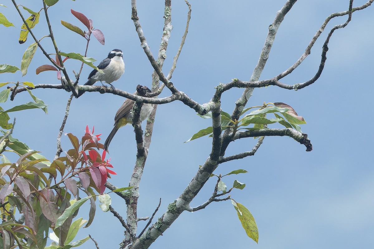 Gray-green Bushshrike - ML642437546