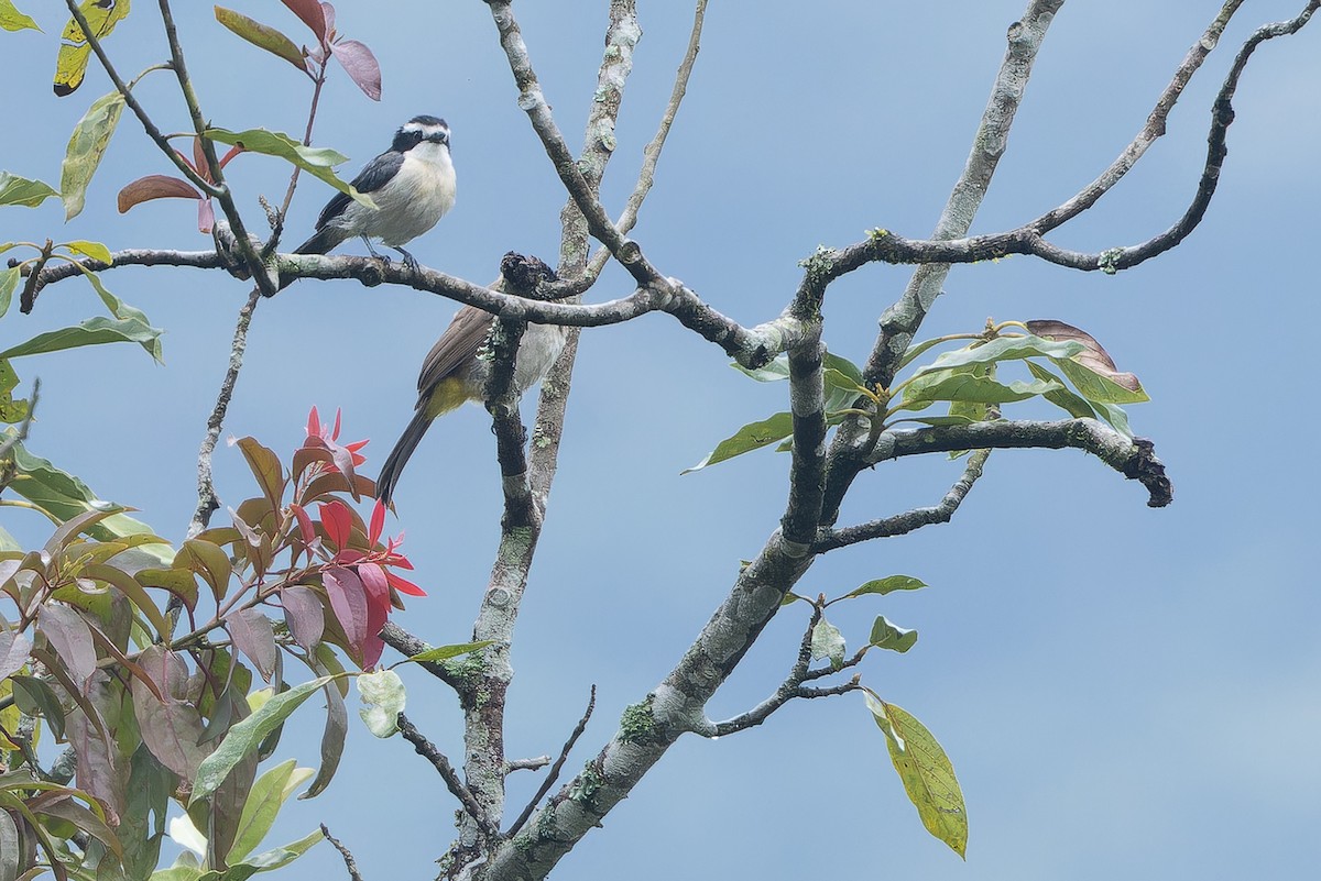 Gray-green Bushshrike - ML642437547