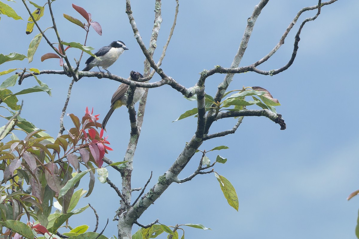 Gray-green Bushshrike - ML642437548