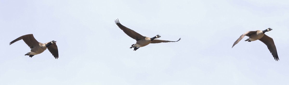 Canada Goose - ML642437567