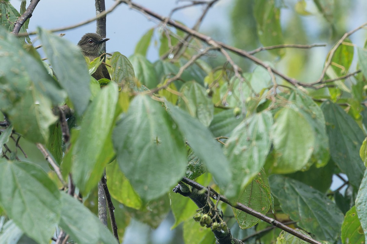 Little Greenbul - ML642437571