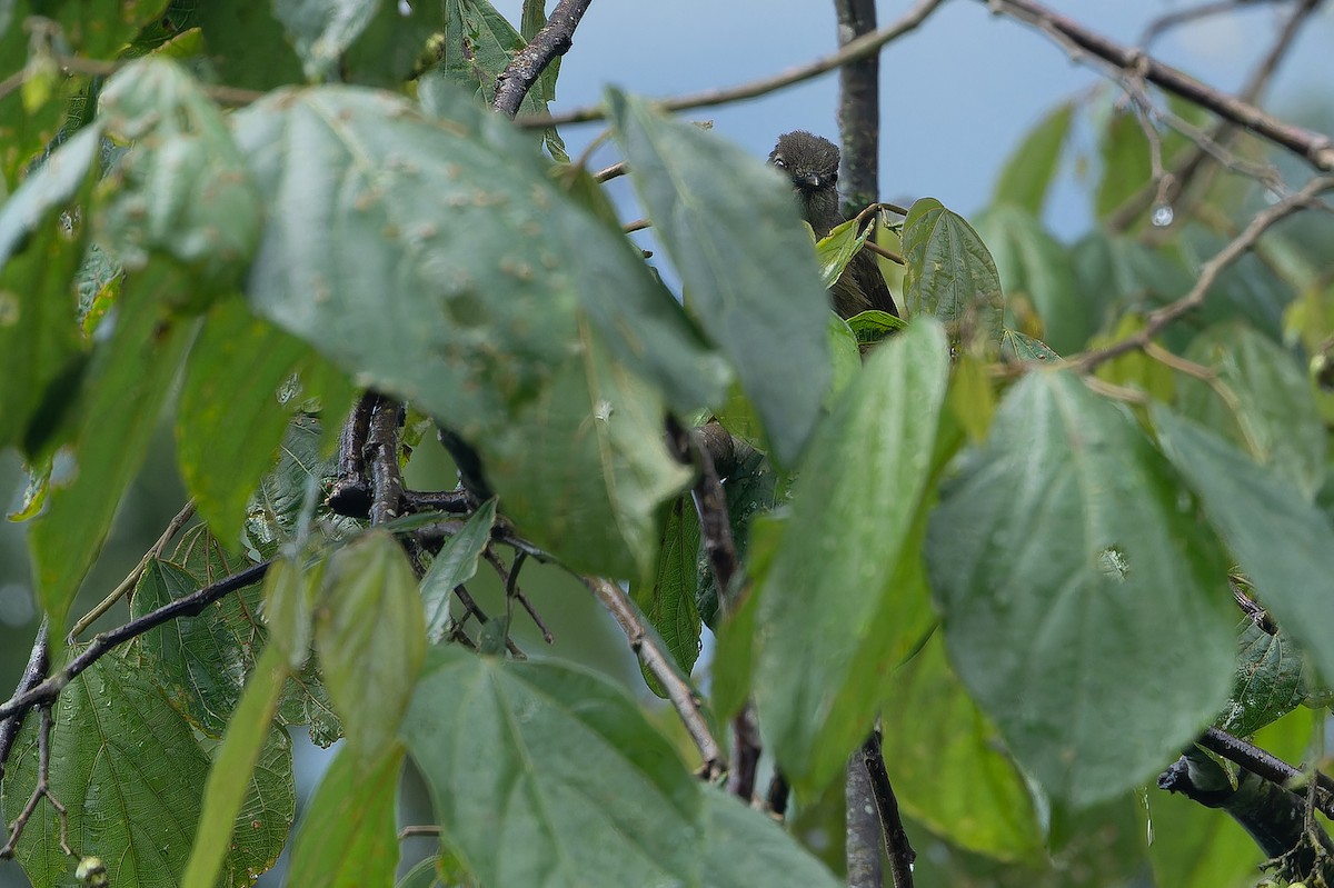 Little Greenbul - ML642437572