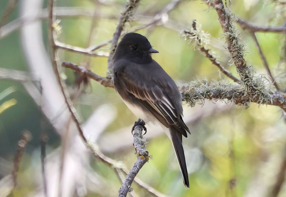 Black Phoebe - ML642437573