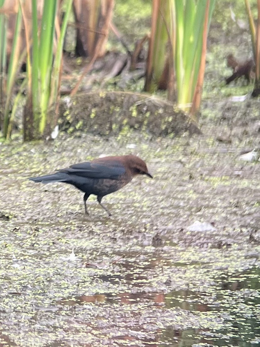 Rusty Blackbird - ML642437580