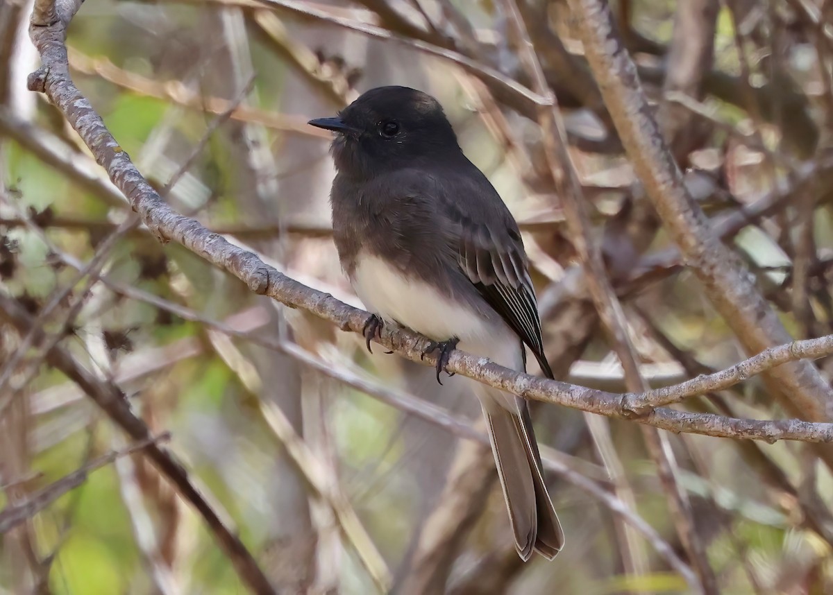 Black Phoebe - ML642437583