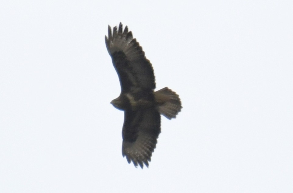 Buse variable (buteo) - ML642437587
