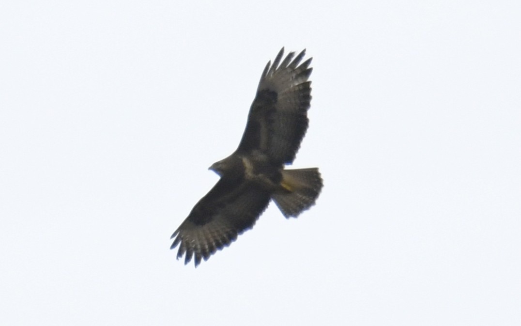 Buse variable (buteo) - ML642437588