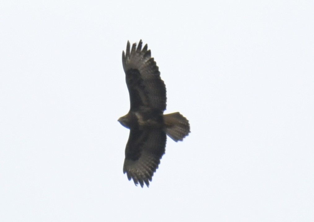 Buse variable (buteo) - ML642437590