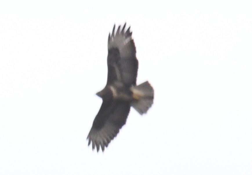 Buse variable (buteo) - ML642437591