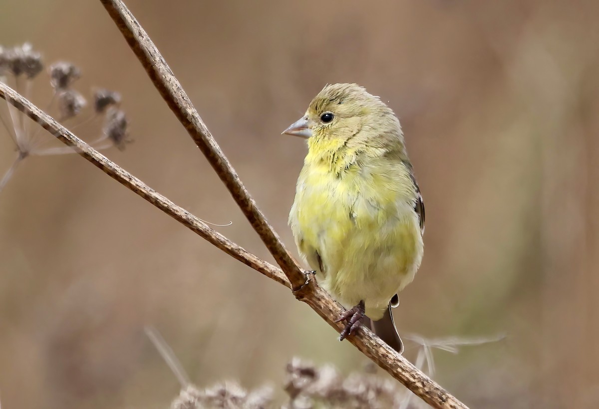 Lesser Goldfinch - ML642437597