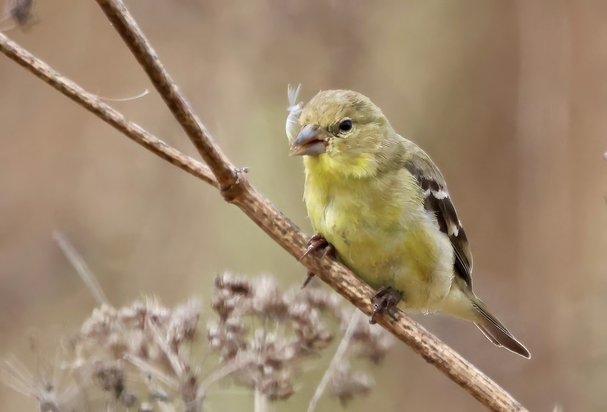 Lesser Goldfinch - ML642437601