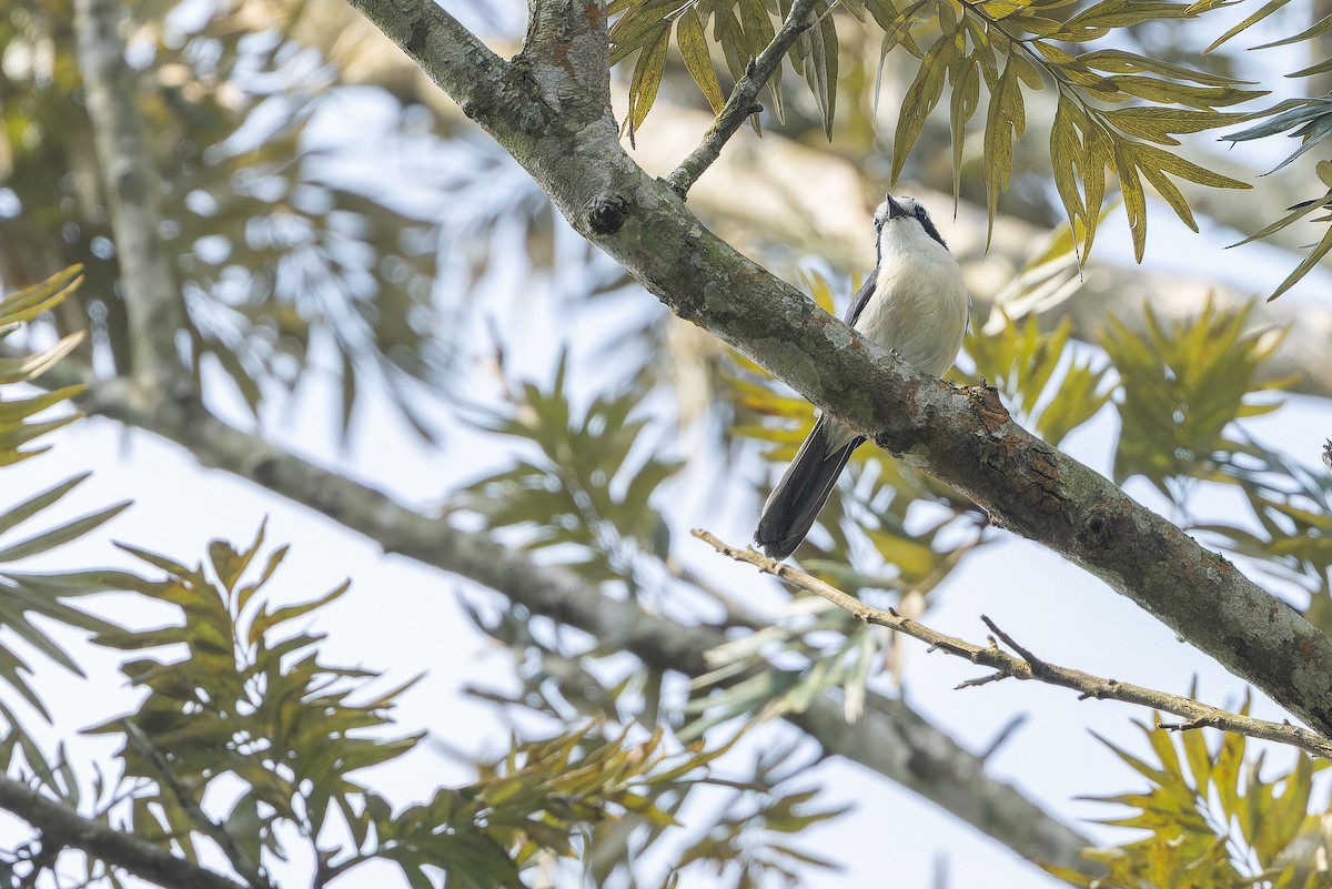 Gray-green Bushshrike - ML642437610