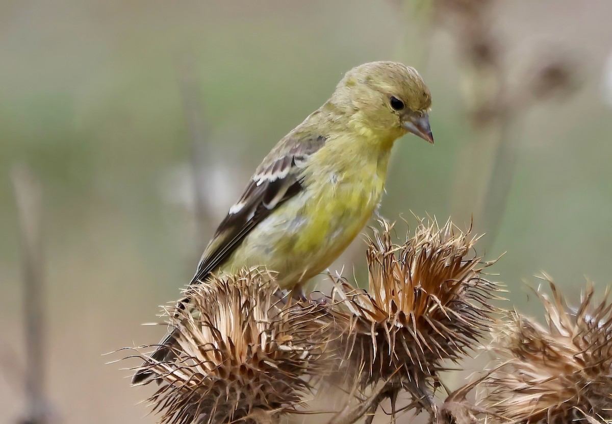 Lesser Goldfinch - ML642437611