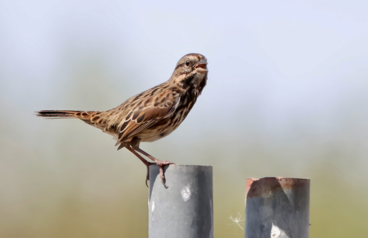 Song Sparrow - ML642437614