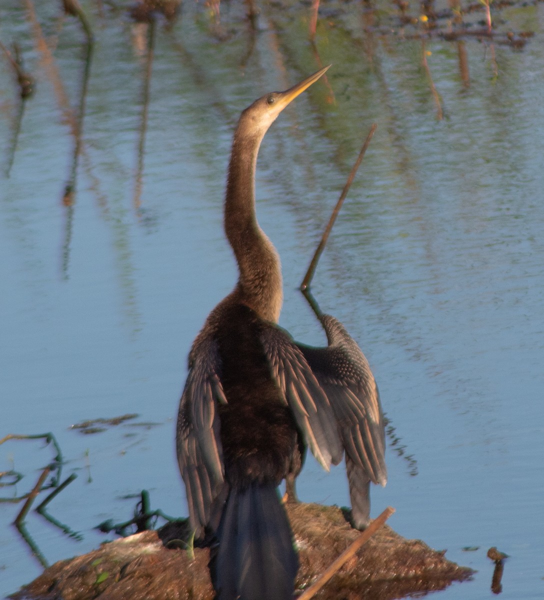 Anhinga - ML642437615