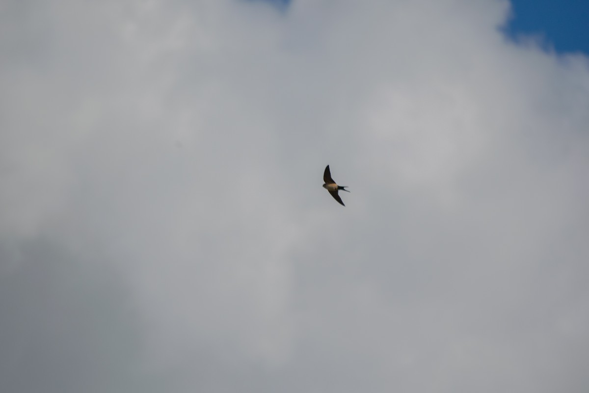 European Red-rumped Swallow - ML642437680