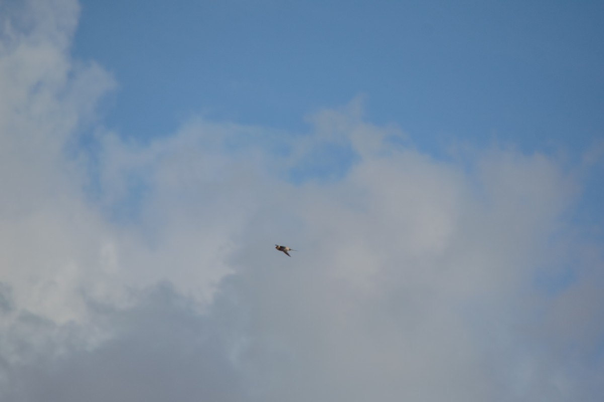 European Red-rumped Swallow - ML642437681