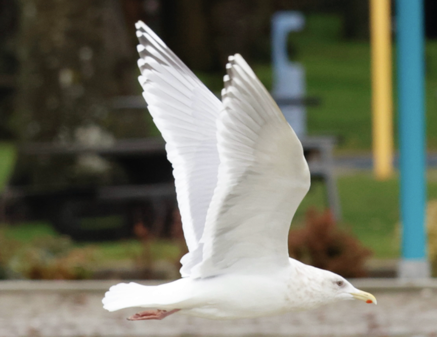 American Herring x Glaucous-winged Gull (hybrid) - ML642437716