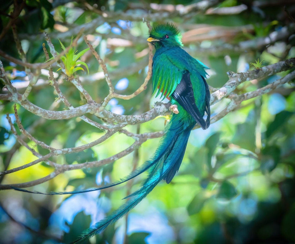 Quetzal - ML642437734