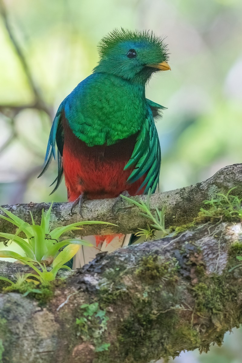 Quetzal - ML642437735