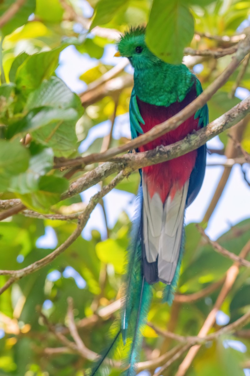 Quetzal - ML642437737