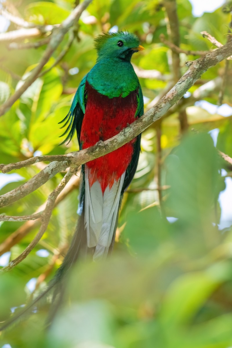 Quetzal - ML642437738