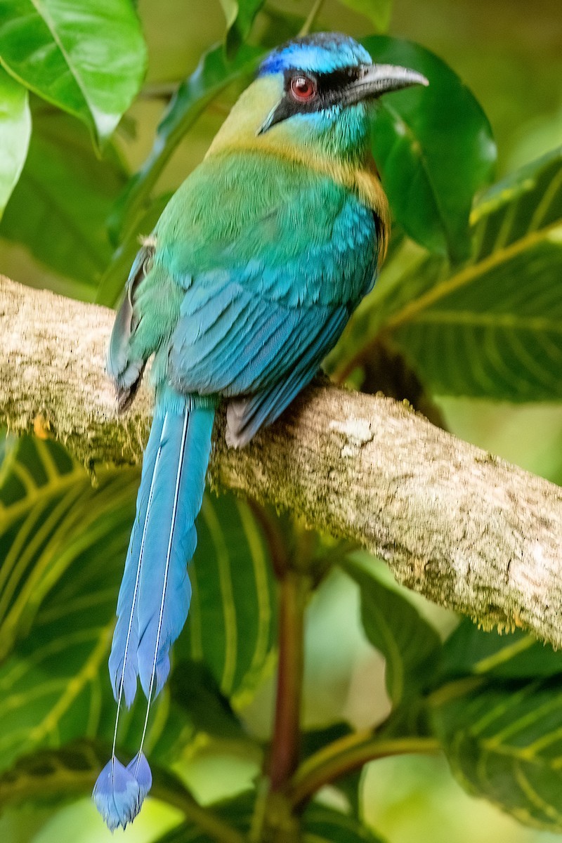 Diademmotmot - ML642437739