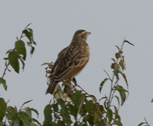 Flappet Lark - ML642437747