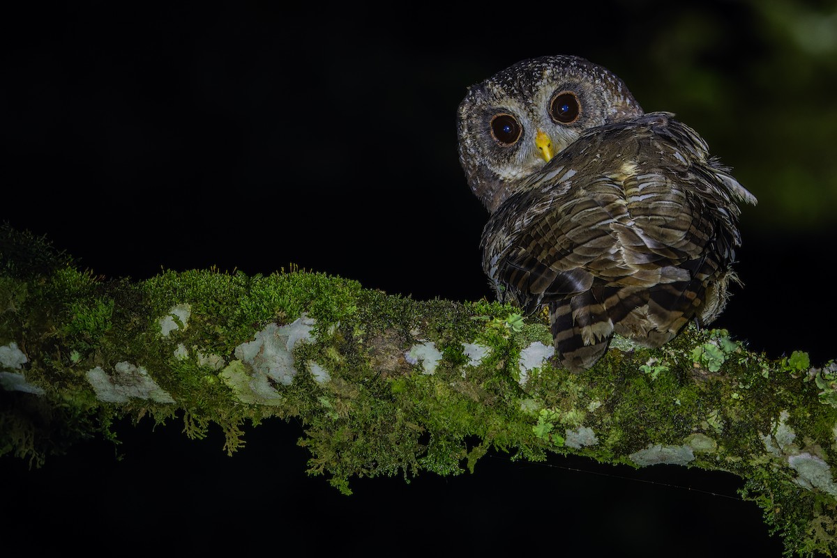 African Wood-Owl - ML642437750