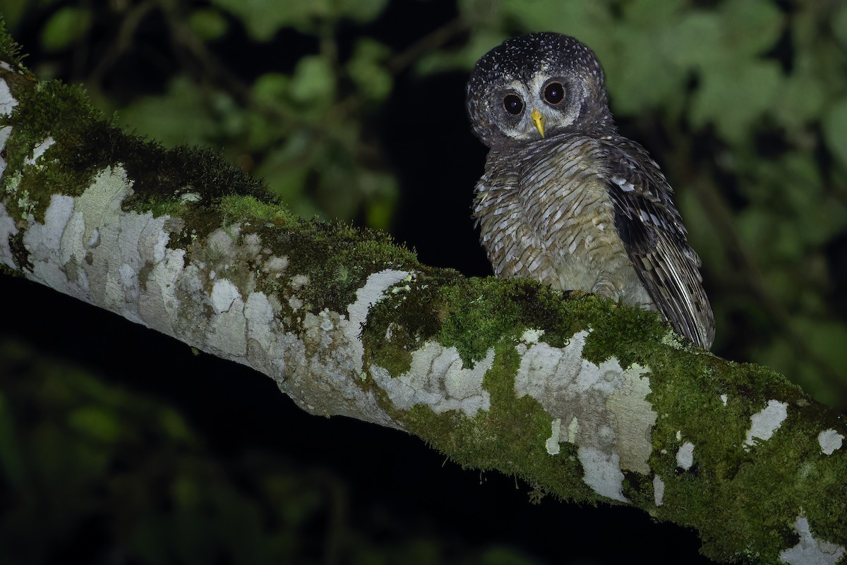 African Wood-Owl - ML642437751