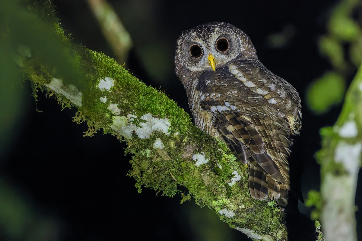 African Wood-Owl - ML642437752