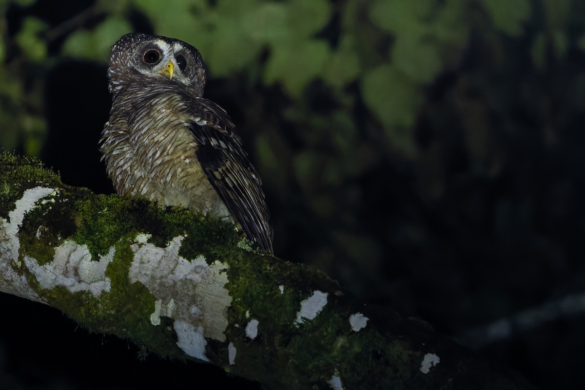 African Wood-Owl - ML642437754