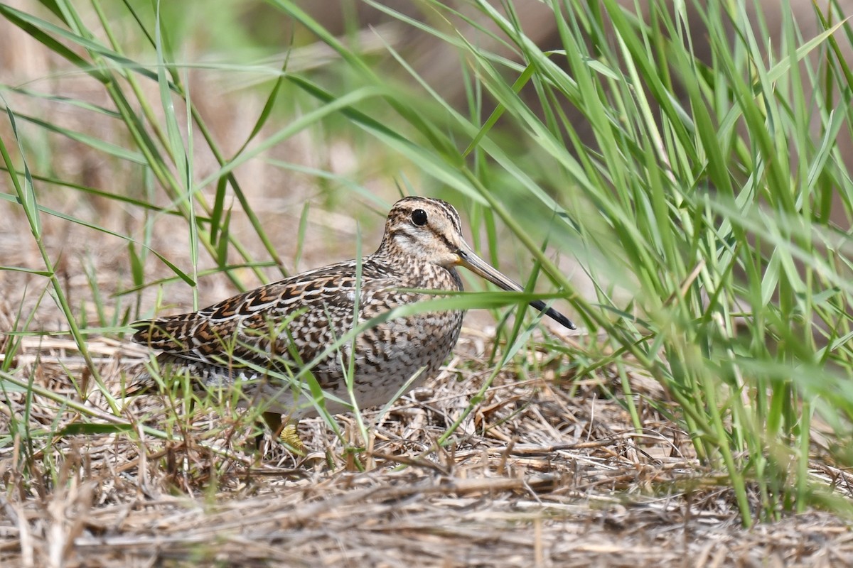 Swinhoe's/Pin-tailed Snipe - ML642437756