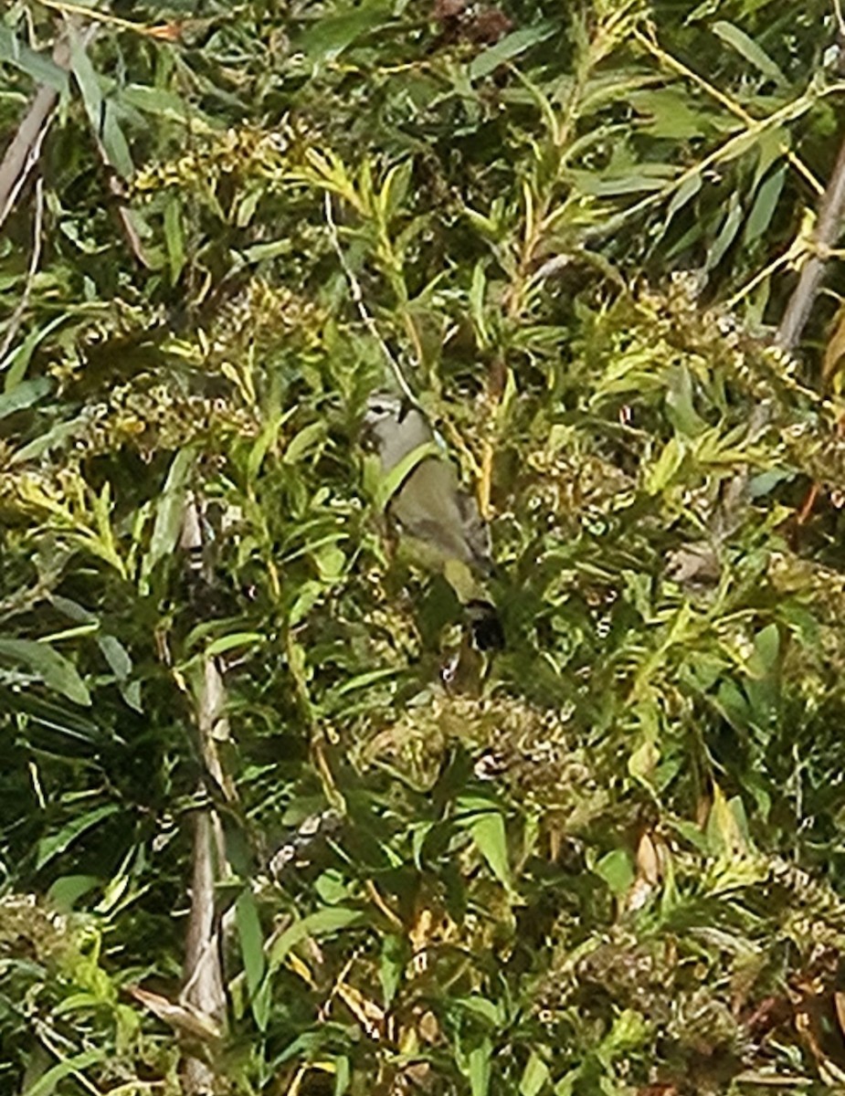 Orange-crowned Warbler - ML642437775